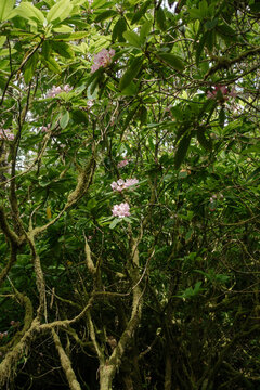 Analog film photography of wild rhododendrons and mossy branches on the Hobbit Trail