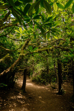 Analog film photography of wild rhododendrons and mossy branches on the Hobbit Trail