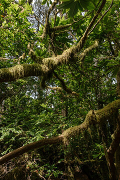 Analog film photography of wild rhododendrons and mossy branches on the Hobbit Trail