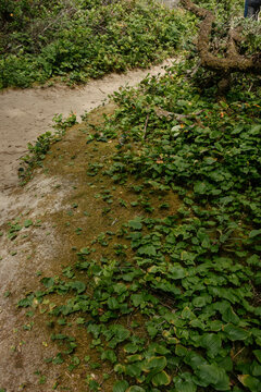 Analog film photography of wild rhododendrons and mossy branches on the Hobbit Trail