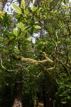 Analog film photography of wild rhododendrons and mossy branches on the Hobbit Trail