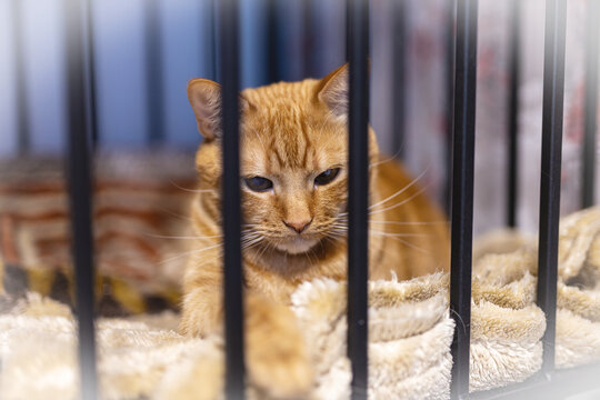 Ginger cat resting on soft blanket behind metal cage bars in indoor shelter enclosure, calm alert eyes and warm tabby coat visible with gentle posture and plush bedding