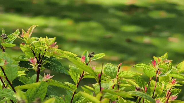 Static shot of japanese spiraea bush with colorful young leaves