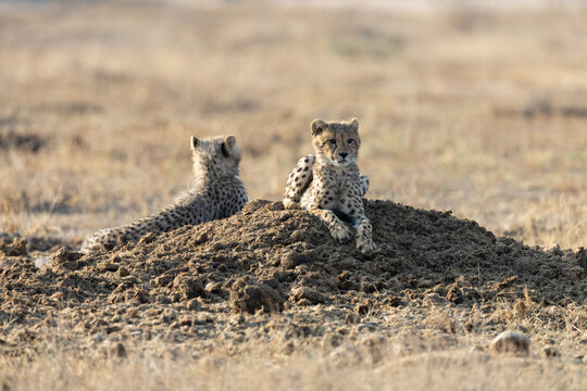 Two cheetah cubs resting on a rhino midden