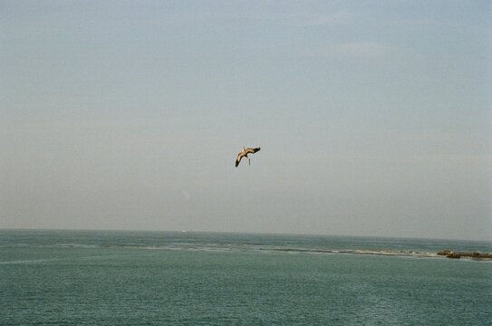 Analog film photography of a pelican bird flying high over the California ocean