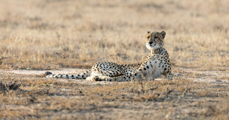 a mature cheetah female resting in the sun © Jurgens