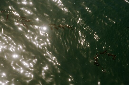 Floating sargassum seaweed drifting on the surface of green ocean water in film photography