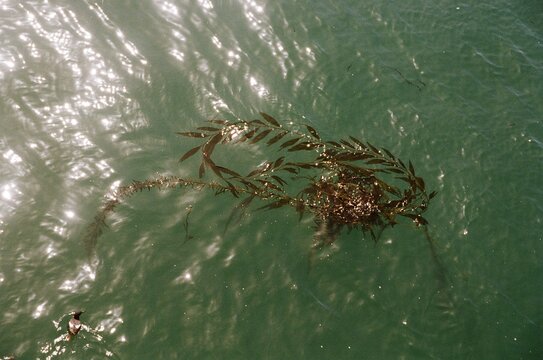 Floating sargassum seaweed drifting on the surface of green ocean water in film photography