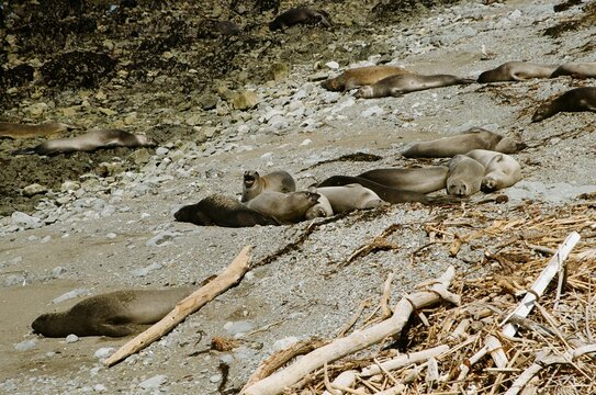 Analog film photography of an elephant seal colony on a rocky California shore