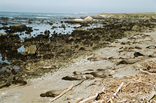 Analog film photography of an elephant seal colony on a rocky California shore