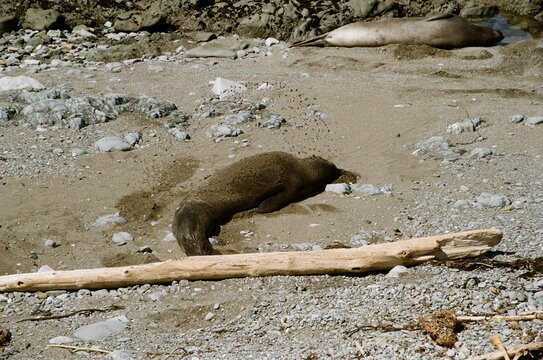 Analog film photography of an elephant seal resting on a sandy California beach