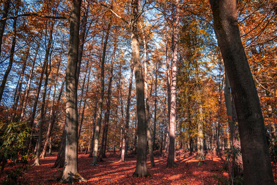 Autumn woodland in Windsor Great Park, Berkshire, England, carpeted with golden leaves and glowing with warm hues of amber, orange and red beneath a canopy of fading foliage