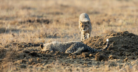 Cheetah cubs playing on a rhino midden © Jurgens
