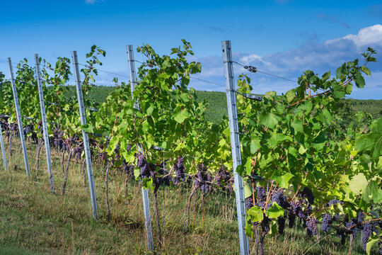 Rows of Pinot Noir Grapes Ready to Harvest