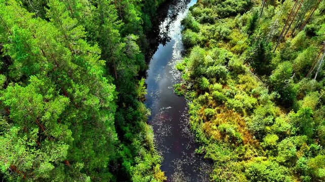 Aerial view of a tranquil river flowing through lush green forests during summer season
