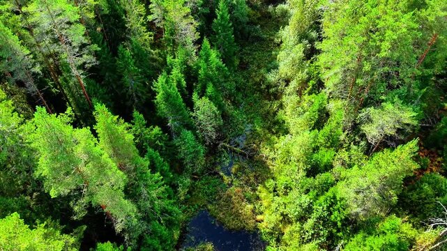 Aerial view of lush green coniferous forest with winding stream and dense undergrowth