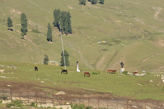 Meadows