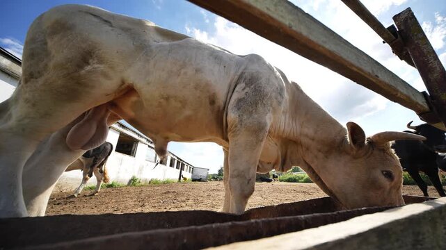 A white bull with horns, eating from a trough on a rural farm in bright sunlight.