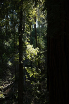 Dense redwood forest with tall dark tree trunks and green foliage