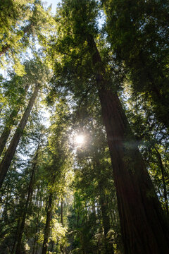 Bright sun flare shining through giant redwood tree canopy in an ancient forest