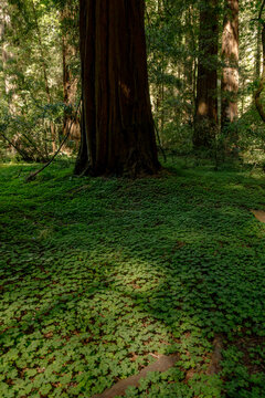 Lush green ferns covering the floor of an ancient redwood forest with morning sunlight