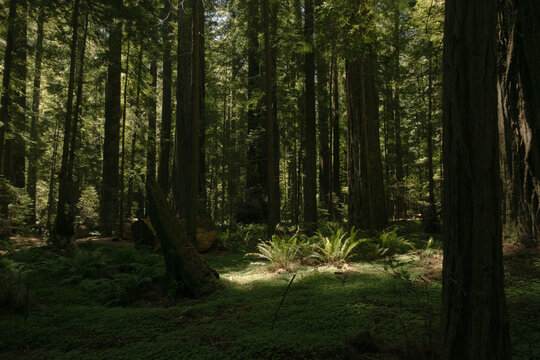 Lush green ferns covering the floor of an ancient redwood forest with morning sunlight