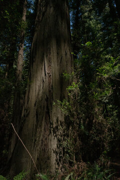 Close up of a massive redwood tree trunk in a dark dense forest