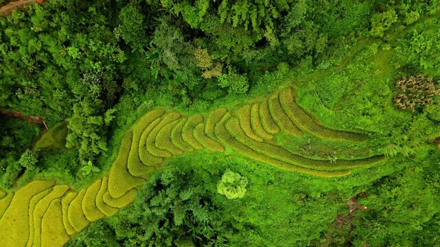 Yellow green glowing rice terraces contouring intrinsic patterns on the mountain slopes mixed with lush jungle trees Ban Khoang district, Lao Cai. Drone pedestal lift reveal.