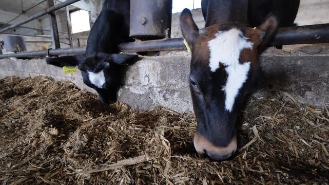 Dairy cows eating silage from trough in a farm barn, livestock farming concept