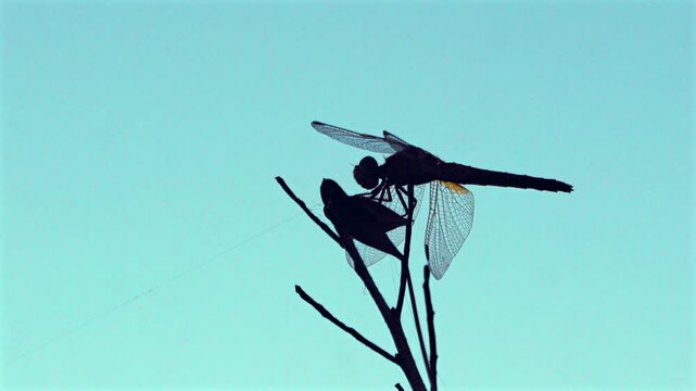 Dragonfly perches, wings slightly spread. Bird silhouette watches from nearby branch. Sky provides soft, pale backdrop. Nature's quiet stillness, brief moment captured
