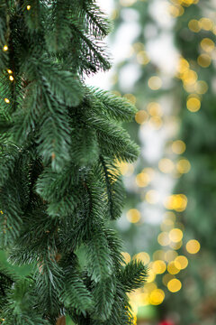 Christmas evergreen tree branches with warm golden bokeh lights, festive holiday background, natural green fir foliage, cozy seasonal atmosphere, elegant winter celebration concept with copy space