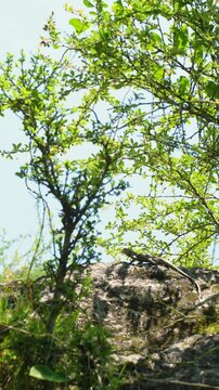 Oriental garden lizard resting on a rock near Rudranath Temple in Gopeshwar Chamoli Uttarakhand