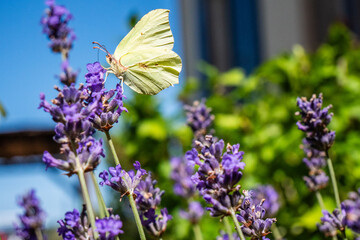Papillon Citron femelle (Gonepteryx rhamni) butinant une fleur de lavande © Lhoste Sébastien
