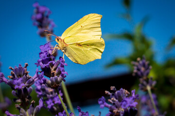 Papillon Citron femelle (Gonepteryx rhamni) butinant une fleur de lavande © Lhoste Sébastien