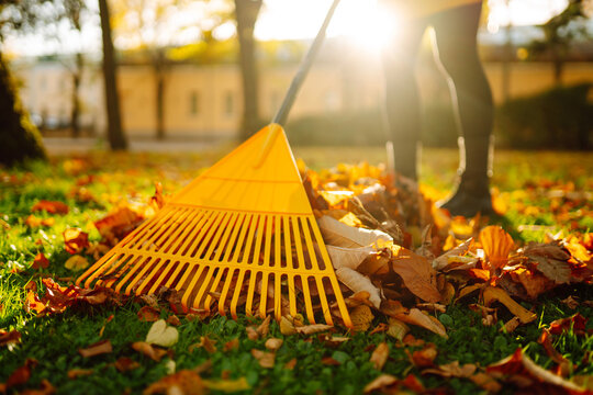 A person is raking colorful autumn leaves in a park. Sunlight shines through the trees, creating a bright scene. The ground is covered with fallen leaves.