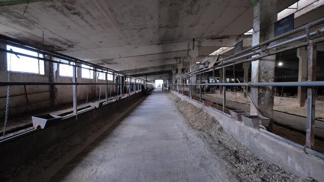 Abandoned cow farm interior showing empty stalls and a long central concrete aisle
