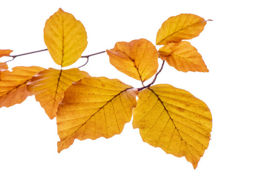 Bl&auml;tter einer Buche in Herbstfarben isoliert als Freisteller &uuml;ber transparentem Hintergrund