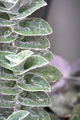  macro photograph of a succulent plant stem showcasing stacked green leaves covered in fine white fuzzy trichomes and webbing texture. © Drachenfutter