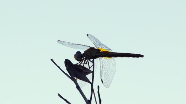 Dragonfly perches, wings slightly spread. Bird silhouette watches from nearby branch. Sky provides soft, pale backdrop. Nature's quiet stillness, brief moment captured