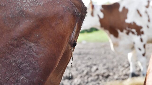 Brown cow urinating on a farm, showing natural livestock behavior