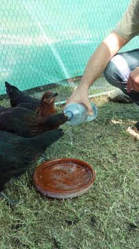 Free range hens receiving water as part of a self-sufficient rural lifestyle