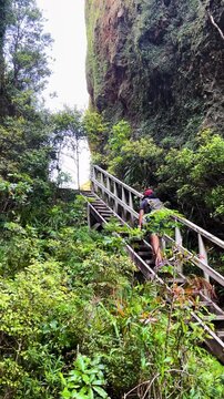 A walker with a pack climbs a wooden stairway through dense bush on the Windy Canyon track, Great Barrier Island, New Zealand, a mossy rock bluff rising above. Tracking shot