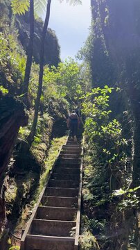 Vertical framing of a walkers climbing a steep stone stairway between mossy rock walls and tree ferns on the Windy Canyon track, Great Barrier Island. Wide shot
