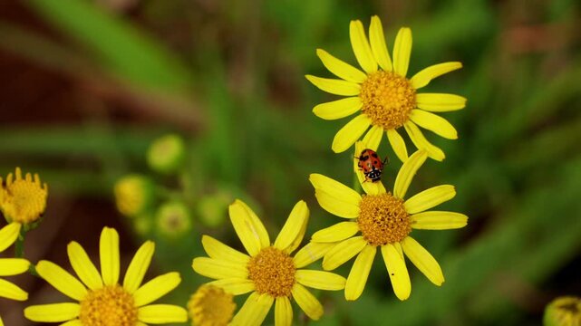Closeup video showing Variegata hippodamia, commonly known as the spotted amber ladybeetle, resting on a Jacobaea nudicaulis flower in a natural Himalayan forest habitat during summer in Himachal.