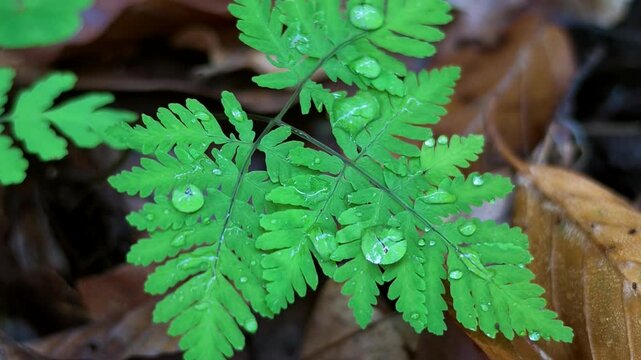 Farnblatt mit Regentropfen im Wald, Adlerfarn