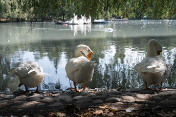 Horizontal shot of white domestic geese exploring a rocky shore near a park pond with swan boats in the blurred background.  Domestic livestock welfare, natural free-range environment preservation © alan