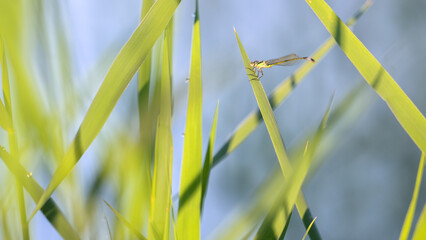 Female Blue-tailed damselfly cleaning its eyes with its front legs perched on a Common reed leaf shaken by wind at a pond edge. Ischnura elegans, Phragmites australis, région Centre, France, Europe © Nature Emotion