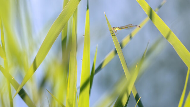 Female Blue-tailed damselfly cleaning its eyes with its front legs perched on a Common reed leaf shaken by wind at a pond edge. Ischnura elegans, Phragmites australis, r&eacute;gion Centre, France, Europe
