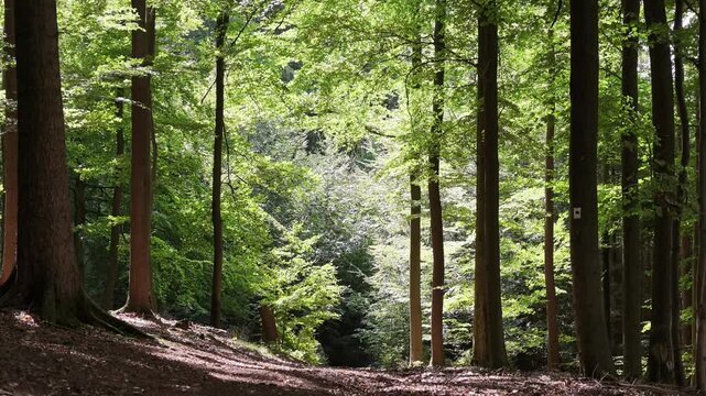 Wanderung durch Laubwald mit Buchen und Eichen im Naturpark Spessart, Sch&ouml;ne Natur