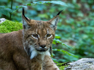 Close-up of an Eurasian lynx (Lynx lynx) © Alex Della